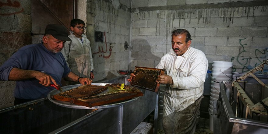 Gazze'de arıcılar işgalcilere aldırmadan görev başında