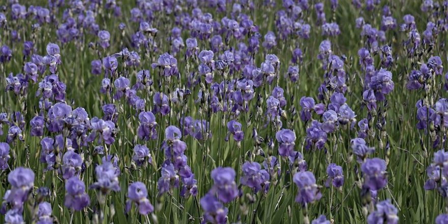 Isparta'nın zambakları turist çekiyor