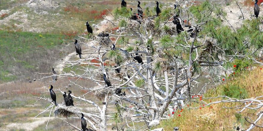 'Saklı cennet'te kuş sayısında rekor artış