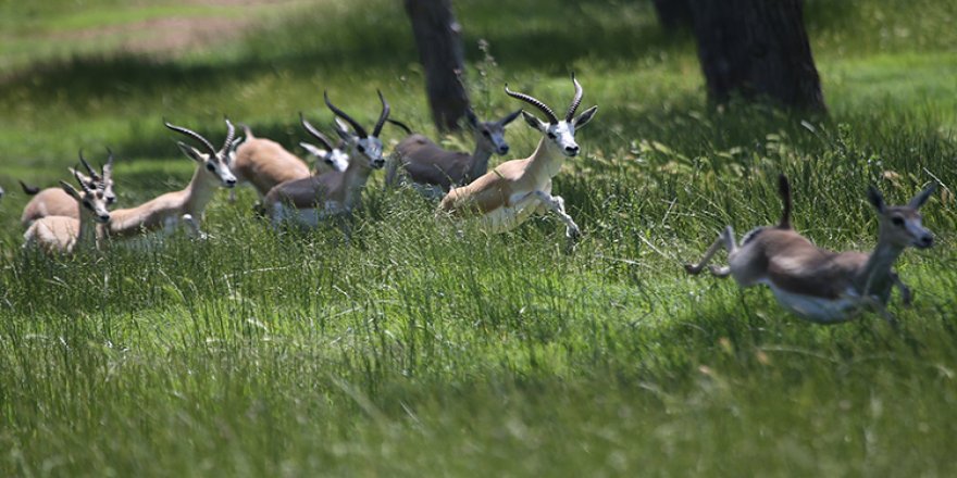 Dağ ceylanları tehlikeyi atlattı