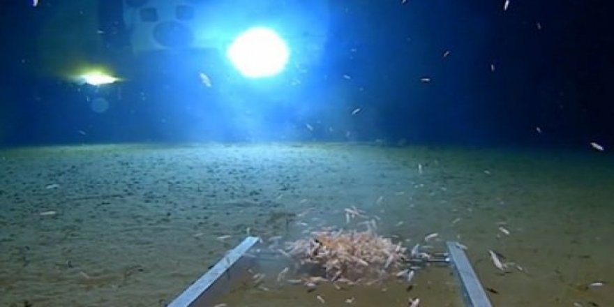 Sintine atığı insan sağlığını tehdit ediyor