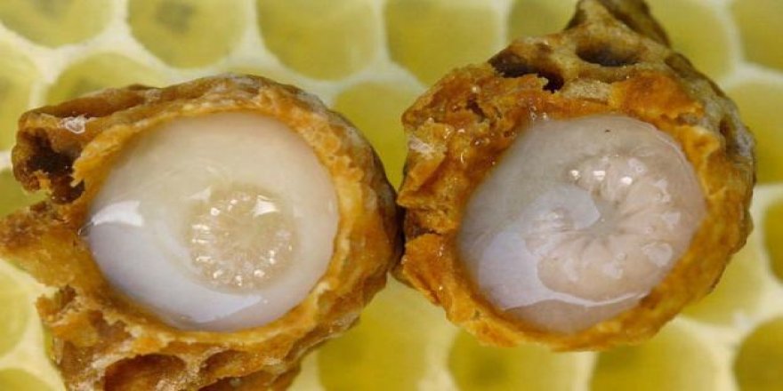 Ordu'da üretiliyor! Kilosu 20 bin TL!