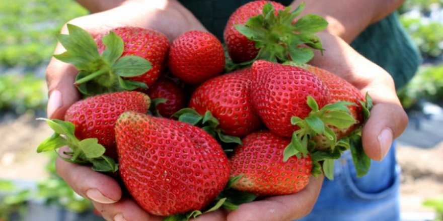 Yayladağı çileği Rusya'ya ihraç için hasat edildi