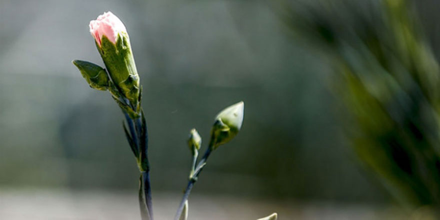 Türkiye'nin ilk tescilli karanfili dünya pazarına açılıyor