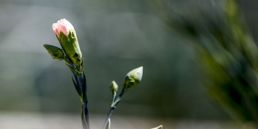 Türkiye'de üretilen karanfiller dünya pazarına gidiyor