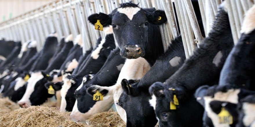 Hollanda'da "helal kesim yasaklansın" istemiyle yasa teklifi