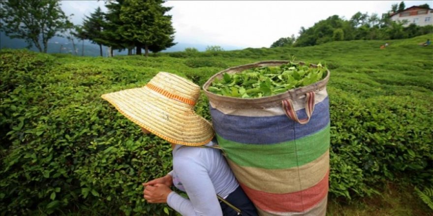 Yaş çay alım fiyatı belli oldu