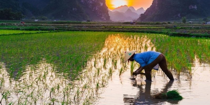 Fukuşima felaketin yaşandığı kasabaya pirinç ekildi