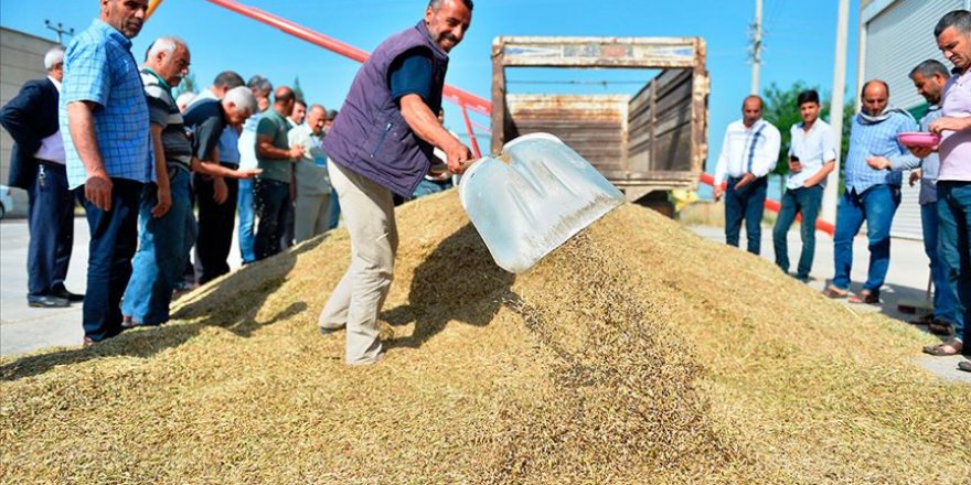 Mardin'de arpa hasadı başladı