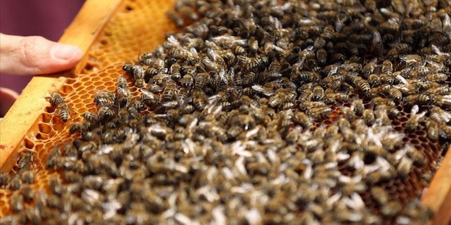 Arı ölümleri araştırılacak
