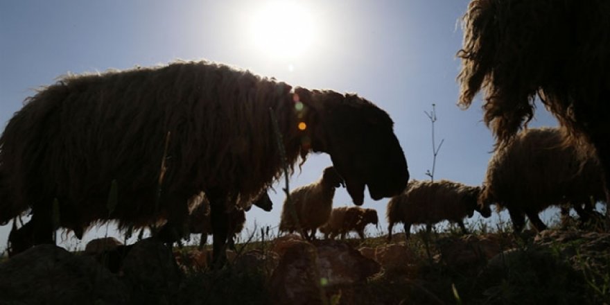 Göçerlerin ramazanda günler süren zorlu yolculuğu