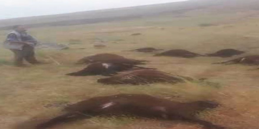 Hakkari'de yıldırım düştü: 13 hayvan telef oldu