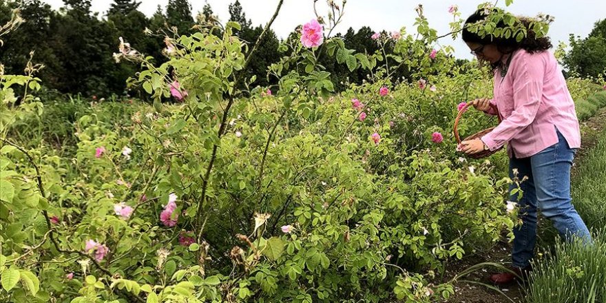 Edirne'de 'gül tarımı' atağı