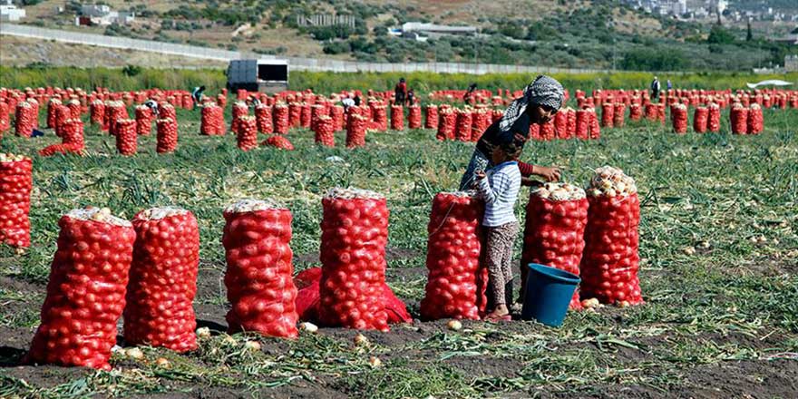 Soğan işçilerinin ramazanda zorlu mesaisi