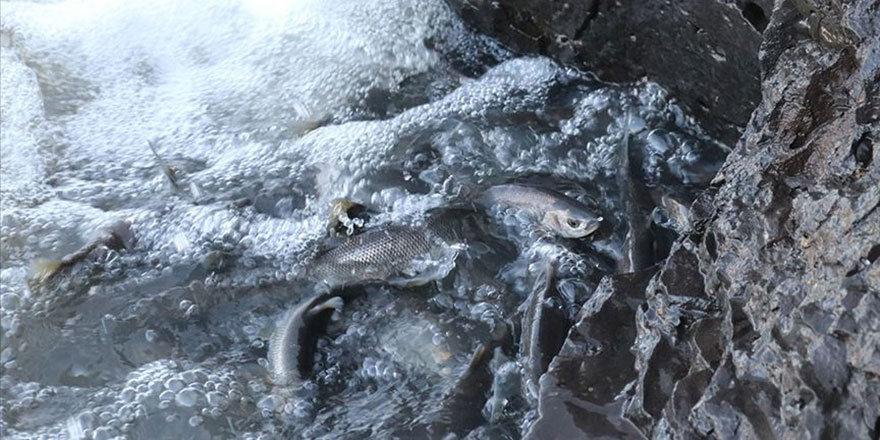 İnci kefalinde av yasağı sona erdi