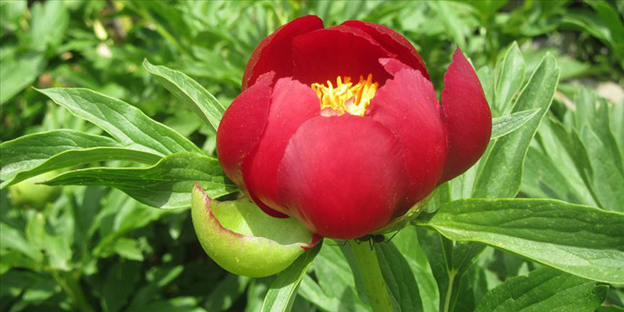 Bu çiçeği koparana 60 bin 163 lira ceza