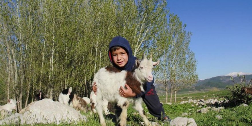 Ovacık'ta oğlaklar merayla buluştu