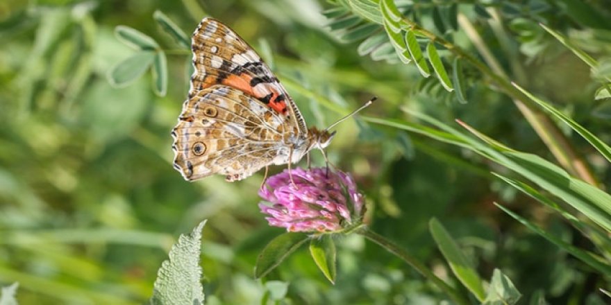 Türkiye'nin "Biyolojik Çeşitlilik Haritası" hazırlanıyor