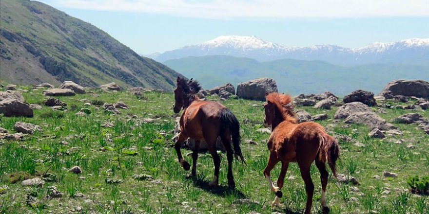 Munzur dağlarının mevsimlik atları ilgi görüyor