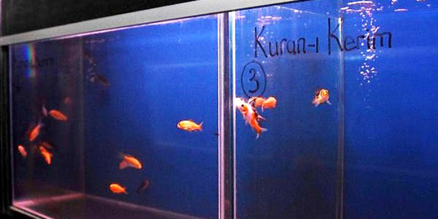 Üniversite araştırdı: Kur'an dinletilen balıklar daha çabuk büyüdü