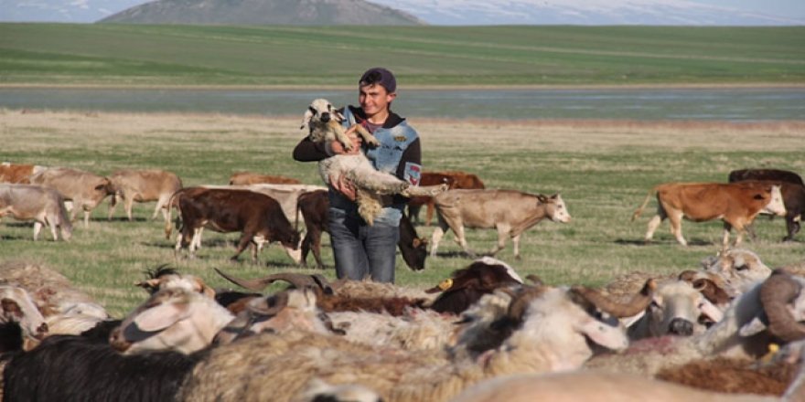 Çobanların ramazanda sürüleriyle zorlu yolculuğu