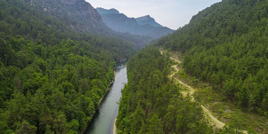 Sığlı Ormanları bilim insanlarının yeni gözdesi olabilir