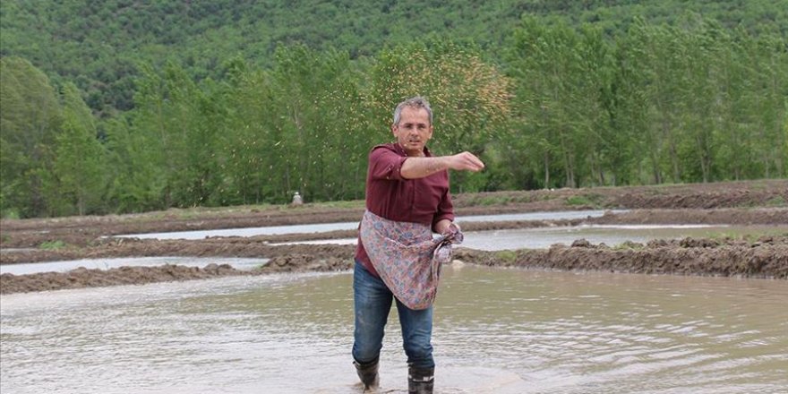 Üreticilerin çeltik mesaisi başladı