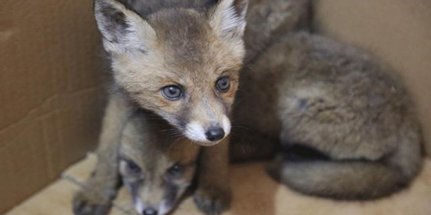 Kuyudan kurtarılan tilki yavruları koruma altında
