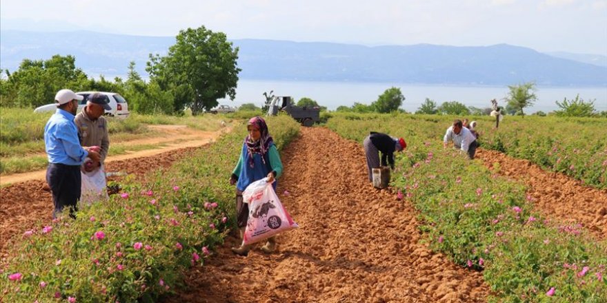 Gül diyarında 2 asırdır aynı yöntemle gül yağı çıkarıyorlar