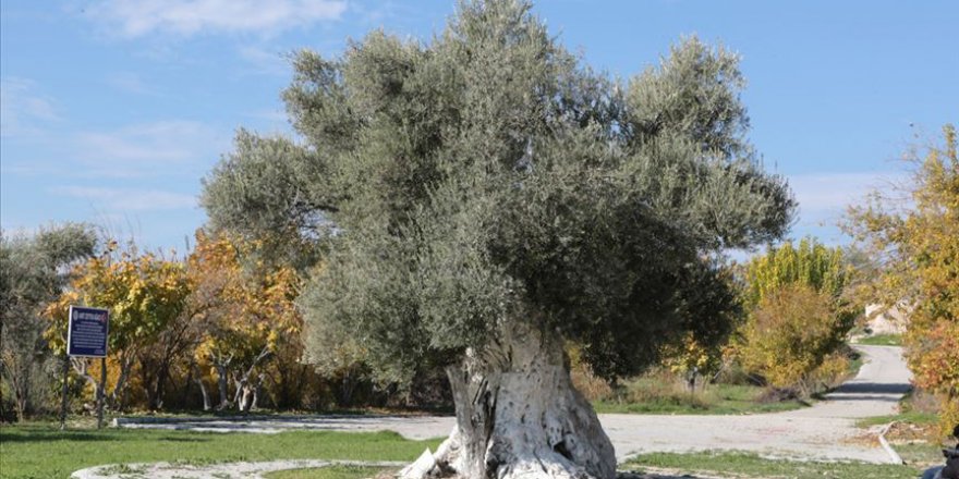 Mersin'deki tarihi zeytin ağaçları için tescil çalışması
