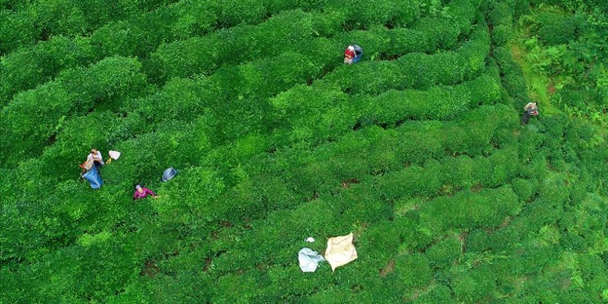 'ÇAYKUR 100 bin tonun üzerinde yaş çay alımı gerçekleştirdi'