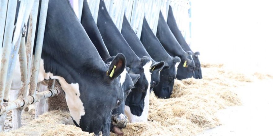 Devlet desteği ile başlayıp 600 ton süt üretecek kadar büyüdüler