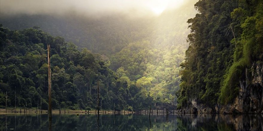 Amazon'daki orman kaybı yüzde 20 arttı