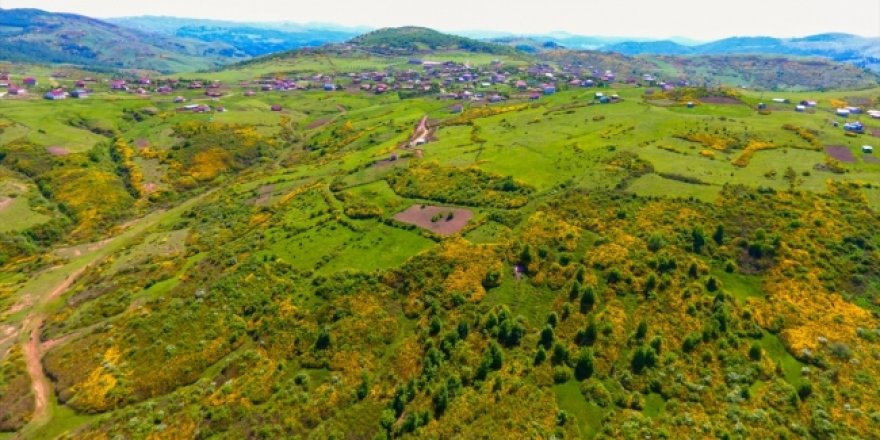 Ordu'da orman gülleri ile yaylalar renklendi