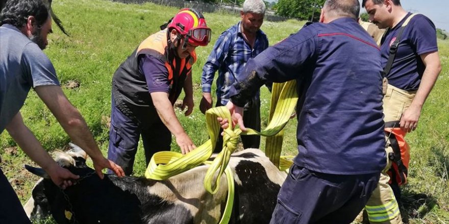 İstanbul itfaiyesi bir yılda 21 bin 582 hayvan kurtardı
