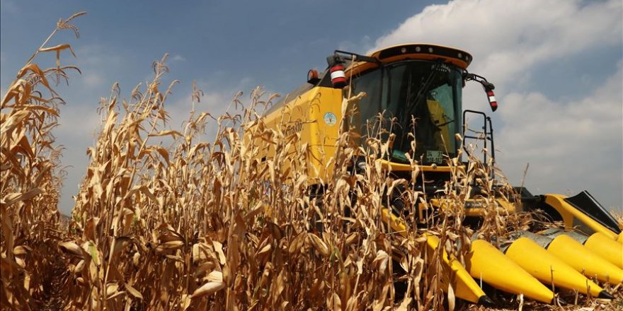 Dane mısır desteğinde süre uzatımı