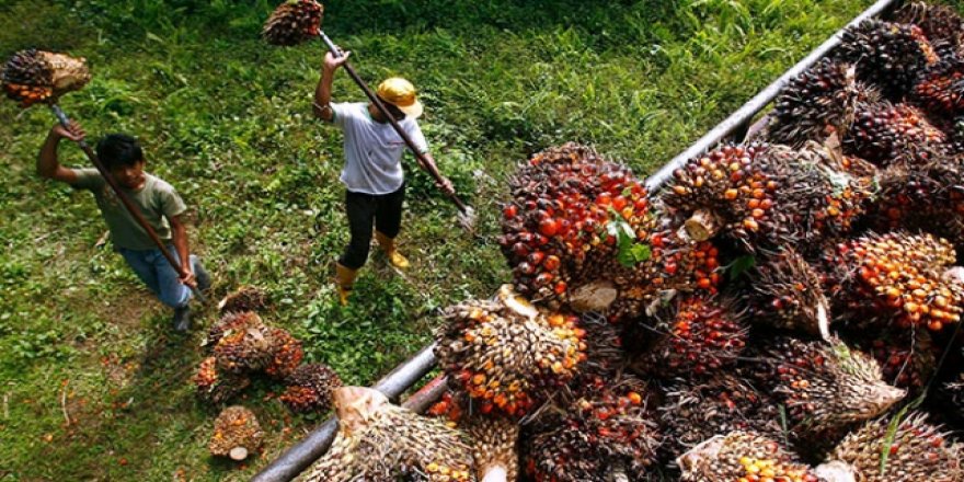 Malezya, Çin'e takas ticaretiyle 200 bin ton palm yağı satacak