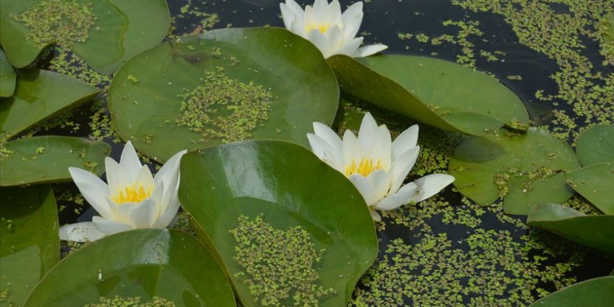 Eber Gölü'ndeki 'lotus' manzarası büyülüyor