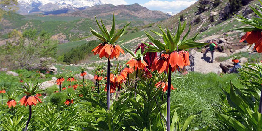 Ters laleleri koparanlara 180 bin lira para cezası