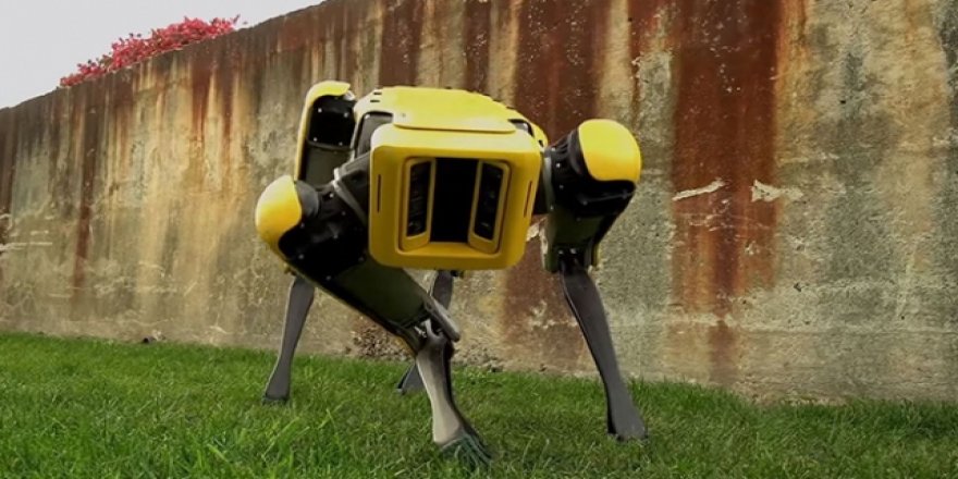 Robot Köpek satacaklar