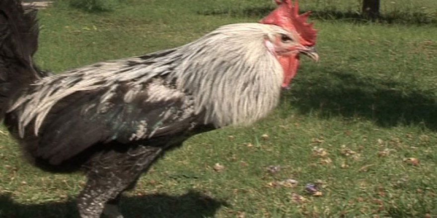 Denizli horozu koruma altında