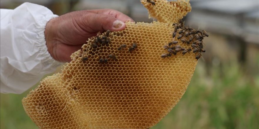 Tescilli bal yaylada tatlanıyor