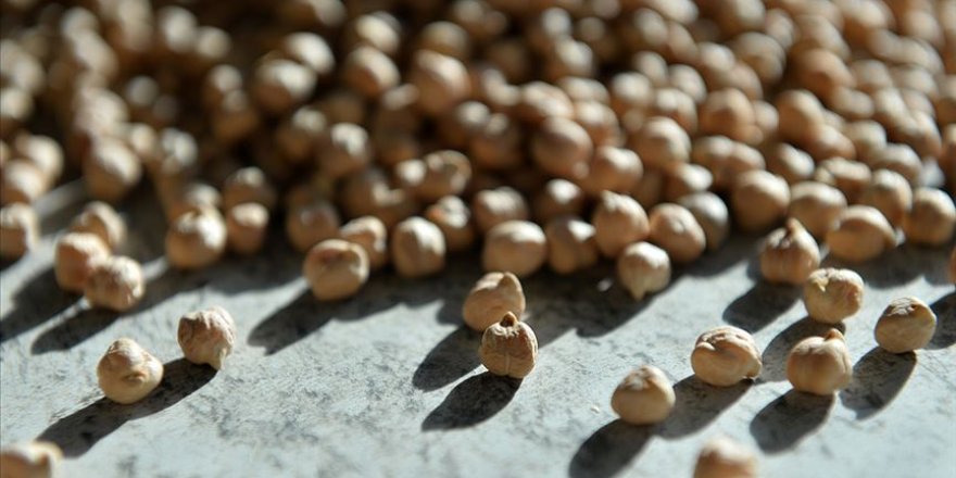 Nohut üreticileri aracılardan şikayetçi