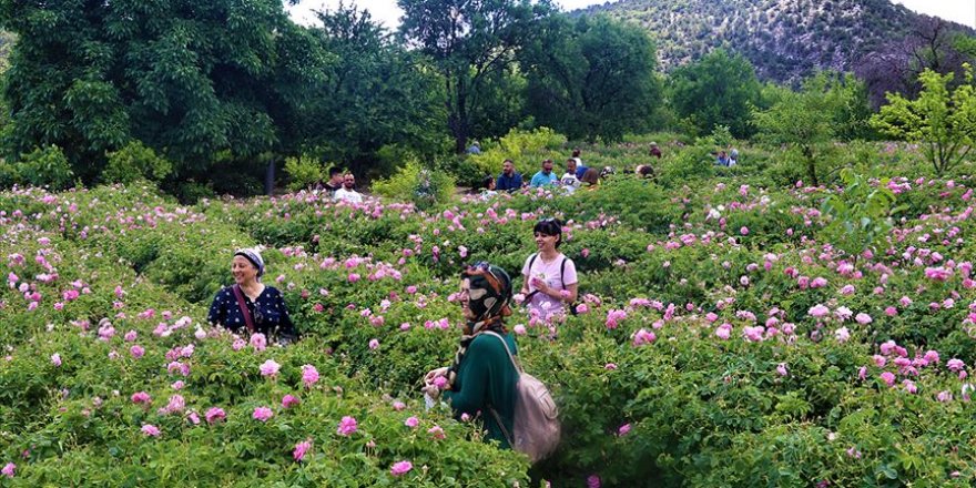 Isparta'nın 'gül bahçeleri' rengarenk