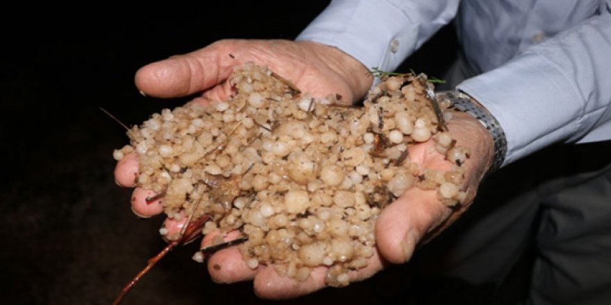 Dolu yağışı yarım saatte tarım arazilerine hasar verdi