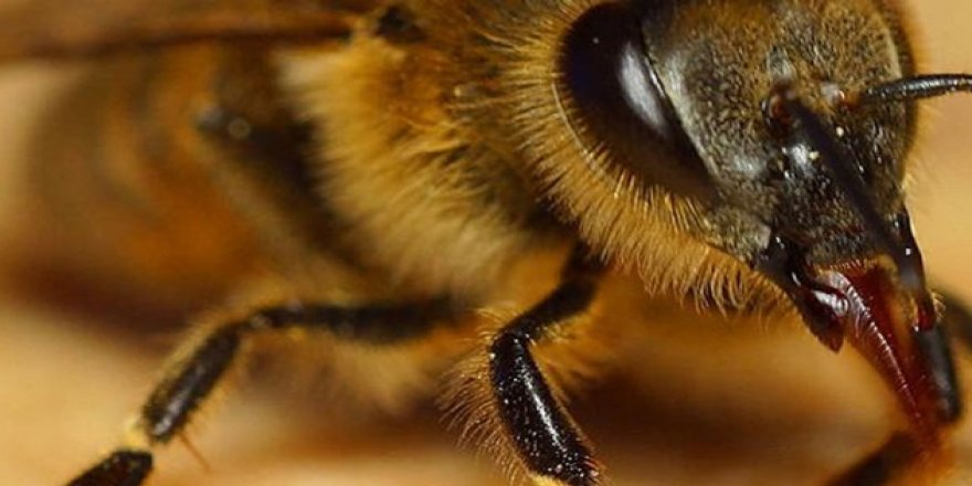 Tunceli'de arıların saldırısına uğrayan bir kişi öldü