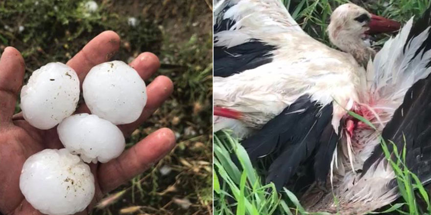Subhanallah: Ankara'da ceviz gibi dolu yağdı leyleğin kanadı kırıldı