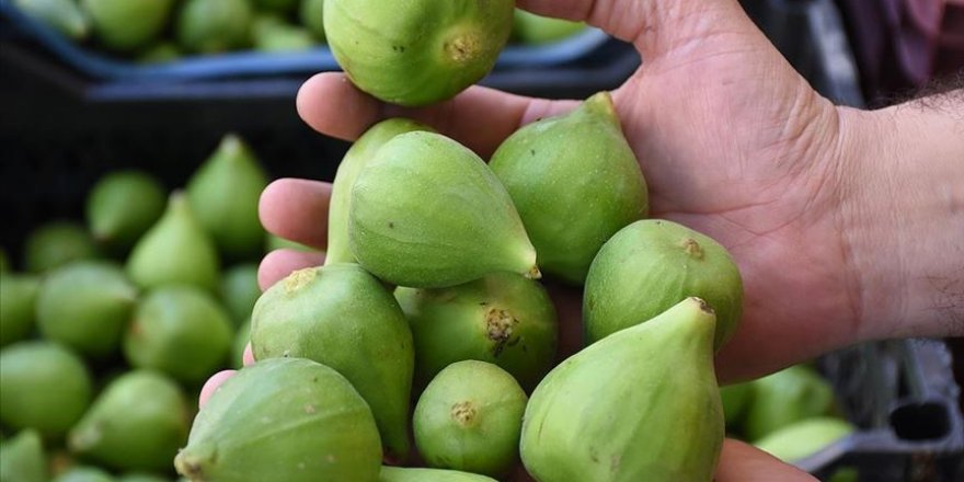 İncirde ilekleme dönemi başladı