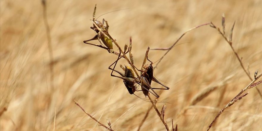 İran'daki çekirge istilasında 'yeni dalga' uyarısı
