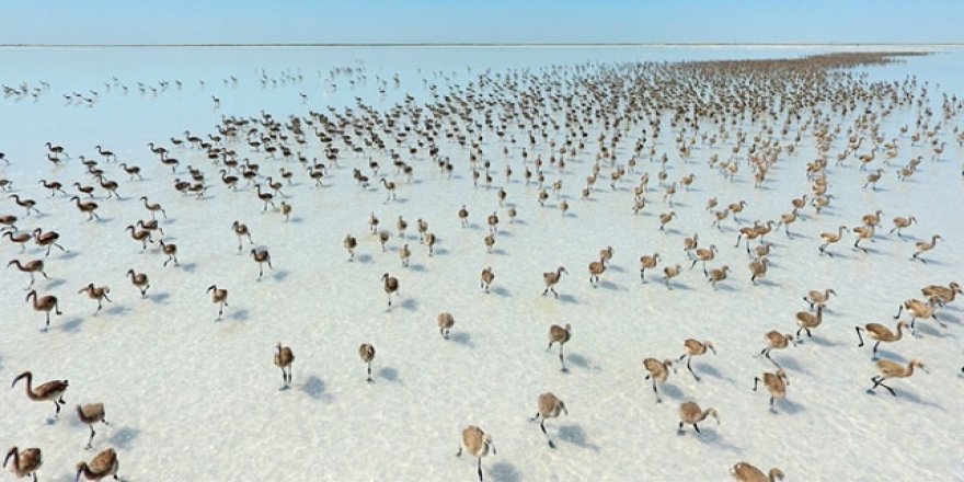 Tuz Gölü'ne flamingo akını